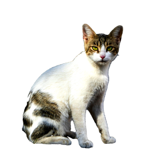 A Cute Tabby And White Cat Sitting Outdoors In Natural Lighting, Showcasing Its Curious Expression. 15917 - Cat PNG image with transparent background